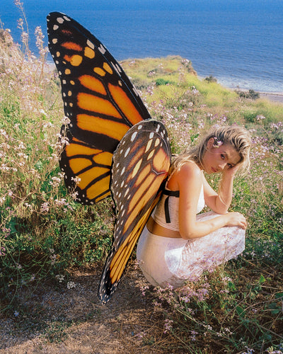 The Orange Monarch Butterfly Wings