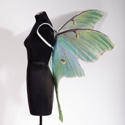 Green Luna moth mega wing
