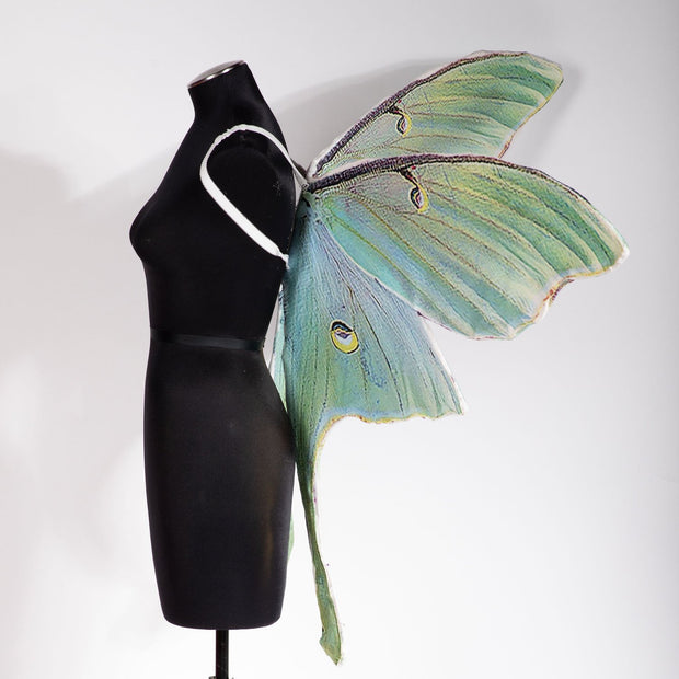 Green Luna moth mega wing