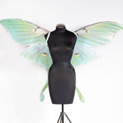 Green Luna moth mega wing